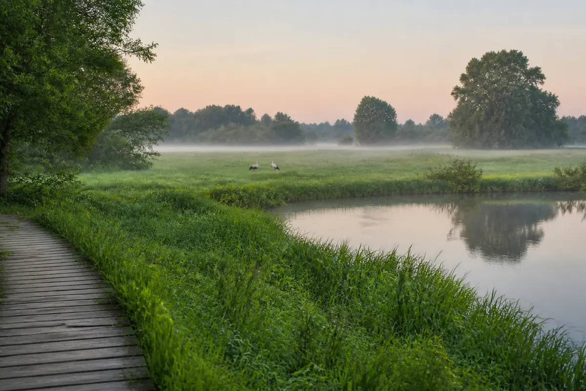 Wetland meadow, water and storks in central Croatia