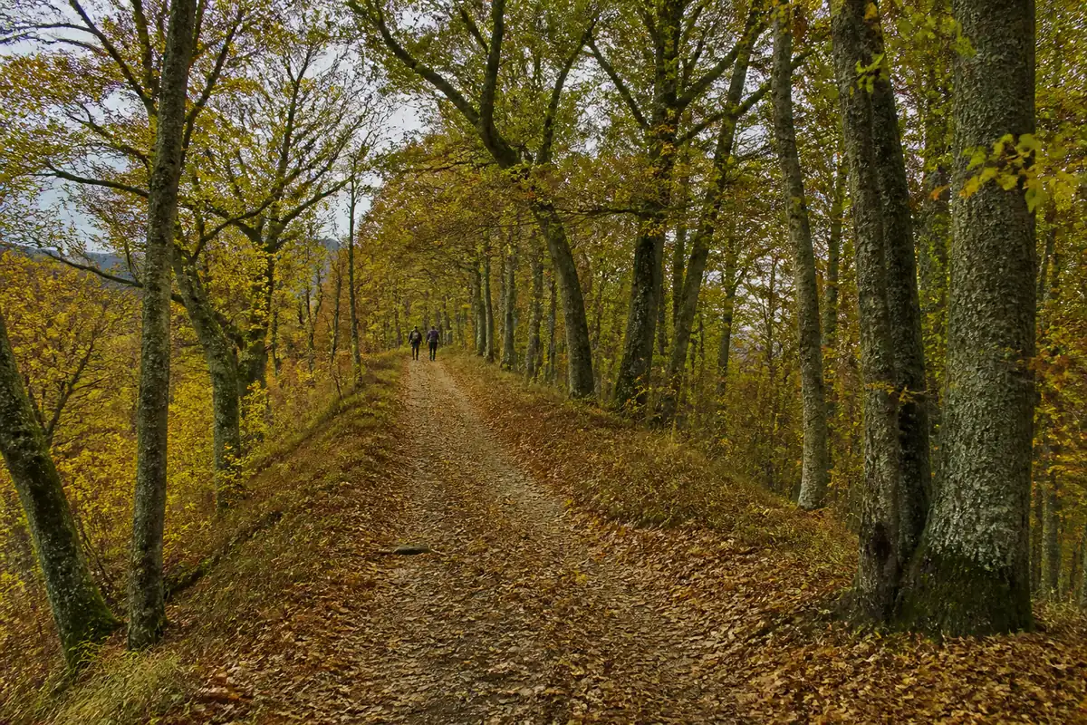 Quiet autumn woodland path in low hills south of Zagreb