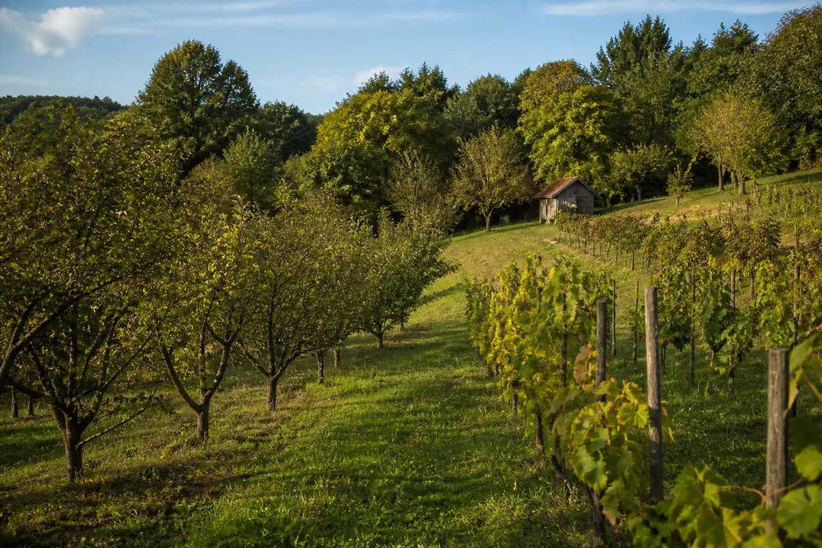 Small orchard and vineyard on a wooded hillside in central Croatia